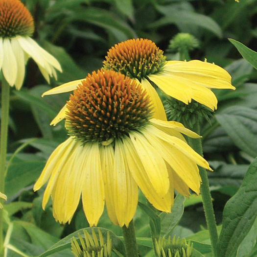 echinacea_sunrise_pw_2_lg