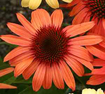 Echinacea_Sunset