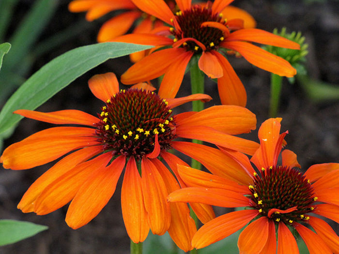 echinacea_tikitorch_6_19_09_c