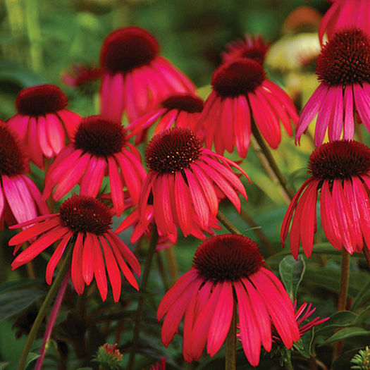 echinacea_twilight_PW_1_lg