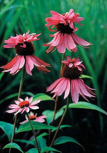echinacea-dbldecker