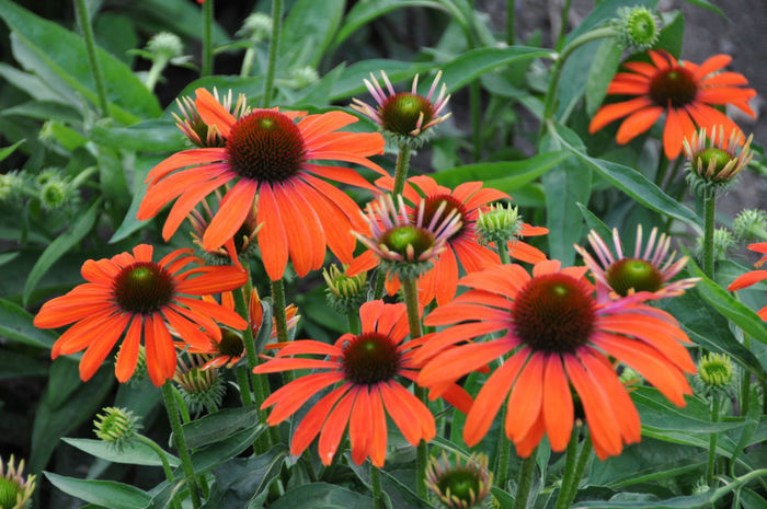 Echinacea-Julia11-137 - minuni ale naturii create de Dumnezeu 5