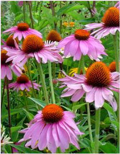 echinacea-purpurea2 (1)
