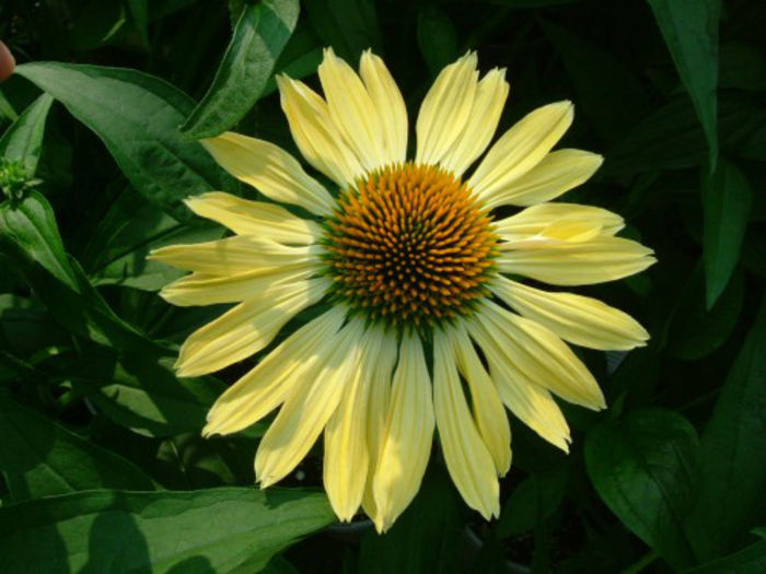 Echinacea-Sunrise1 - minuni ale naturii create de Dumnezeu 5