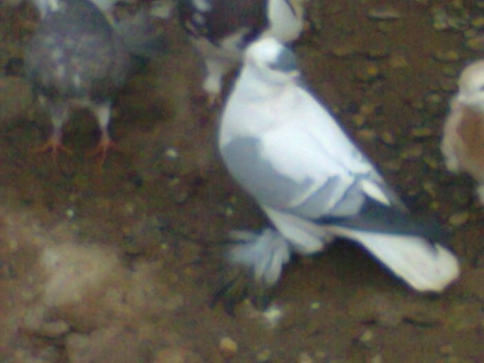 Randunica De Saxonia