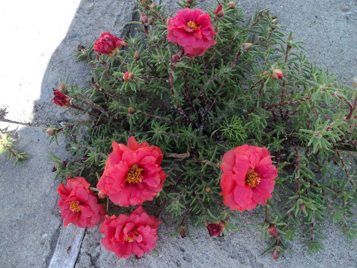 Poze 1 657 - PORTULACA