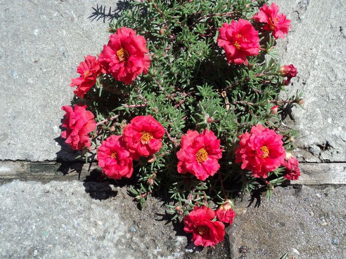 Poze 1 662 - PORTULACA