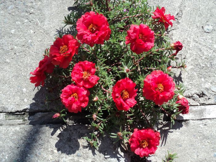 Poze 1 663 - PORTULACA