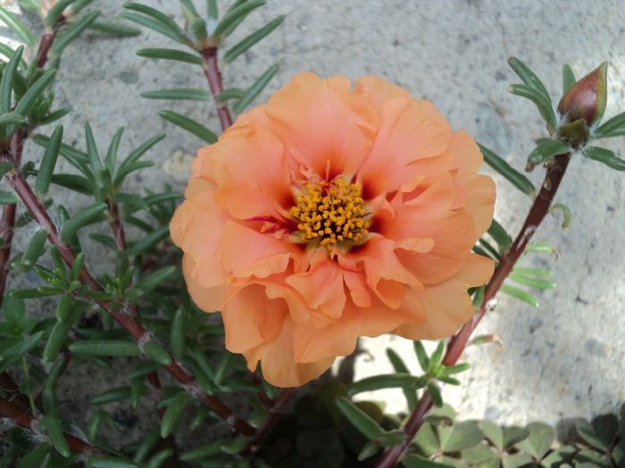 Poze 1 780 - PORTULACA