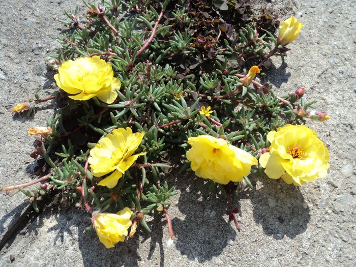 Poze 2 284 - PORTULACA