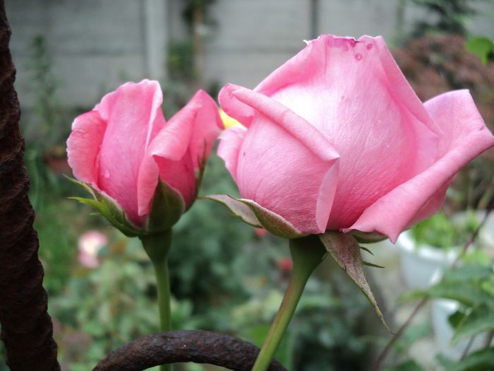 poze 2013 177 parade