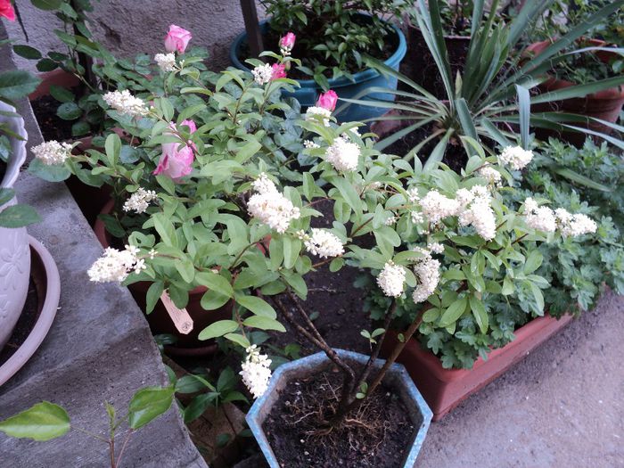 poze 2013 080nicole,boboci si ligustrum inflorit