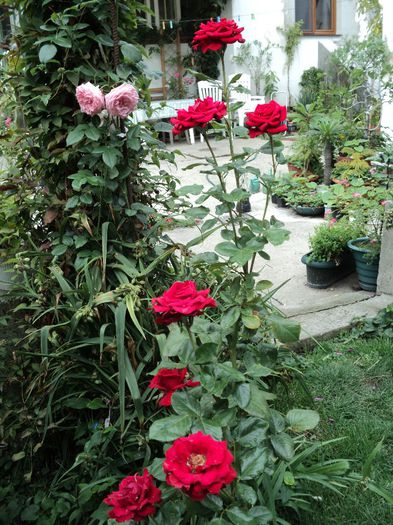 poze 2013 501 schwartze madonna si parade