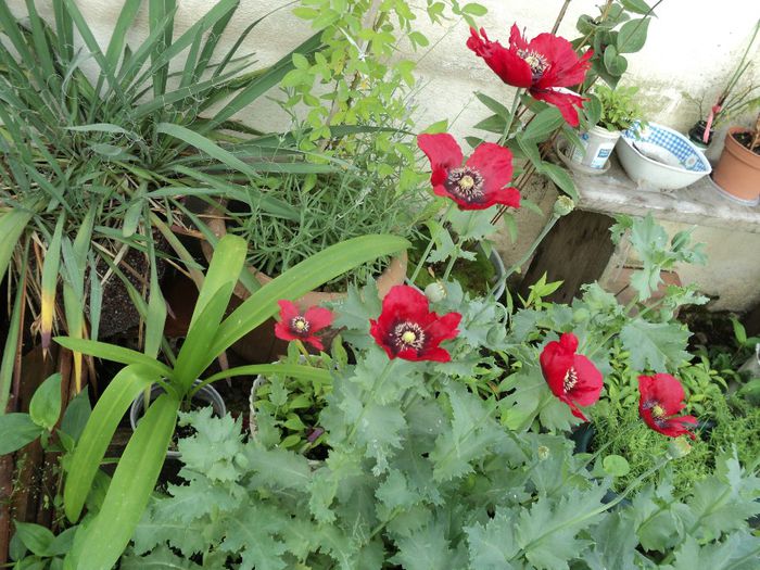 poze 2013 223 - FLORICELE PE CAMPII