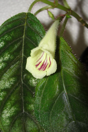  - Alte gesneriaceae