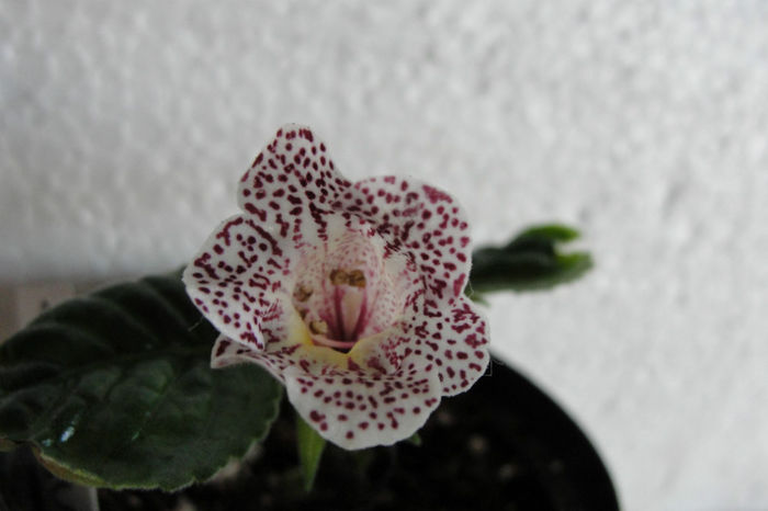 Gutatta - Sinningia-2