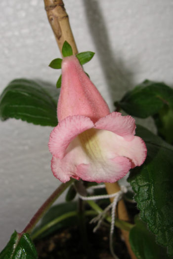  - Sinningia-2