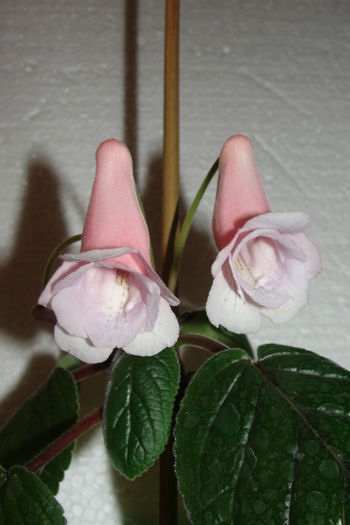  - Sinningia-2