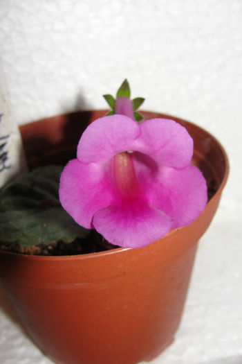 HCY's Lady Red - Sinningia-2