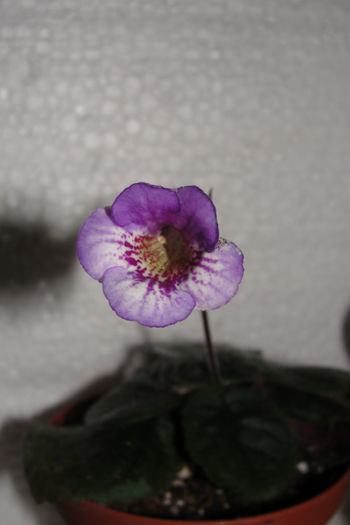 Ozark Blue Popcorn - Sinningia-2