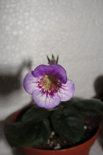  - Sinningia-2