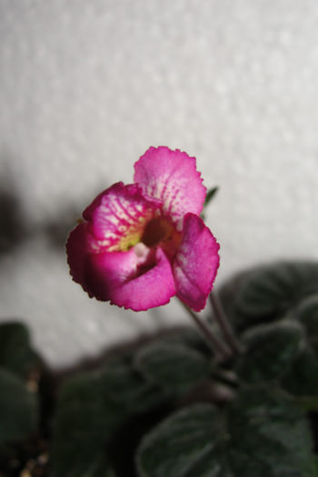 HL Double Dilly - Sinningia-2