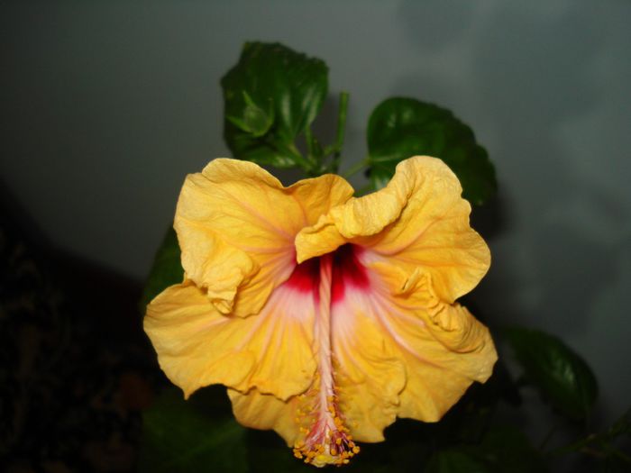 DSC06069 - HIBISCUS 2013