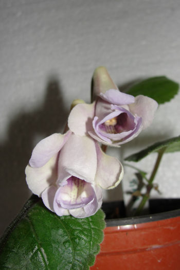 - Sinningia-2