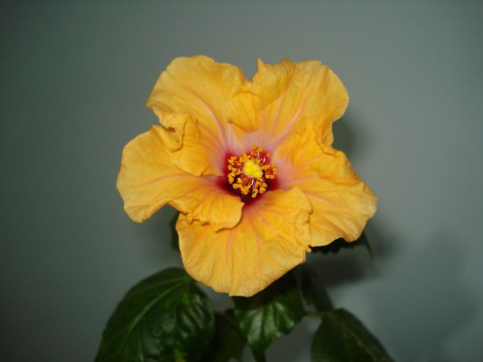 DSC06068 - Hibiscus Yellow Holiday