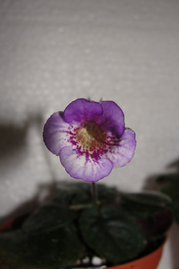 Ozark Blue Popcorn - Sinningia-2