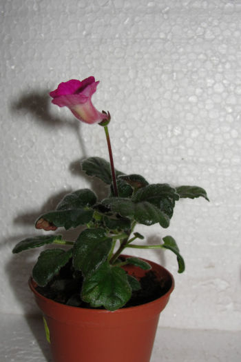 Tommy Tuner - Sinningia-2
