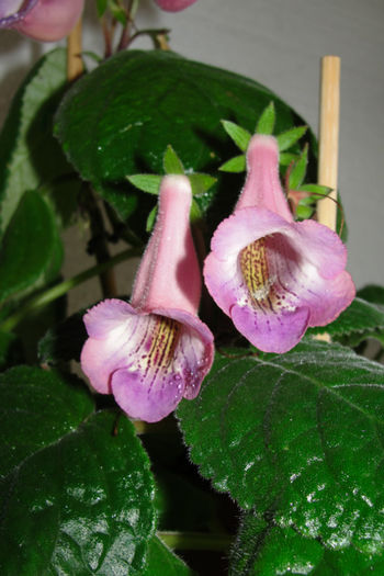 MG's Anita - Sinningia-2