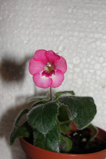 Super Pink - Sinningia-2