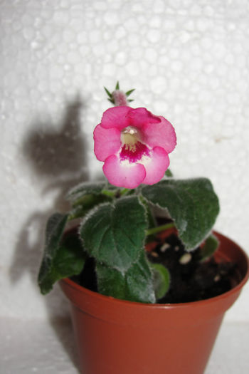  - Sinningia-2