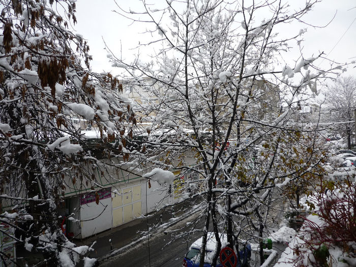 prima ninsoare (sf de nov. 2013) - la vreme de iarna