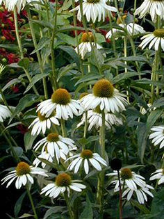 echinacea-white-swan