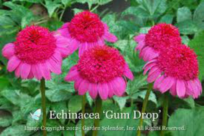 echinaceea gum drop