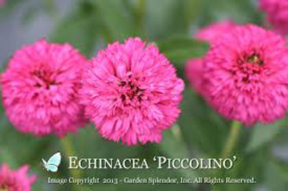 echinaCEEA PICCOLINO