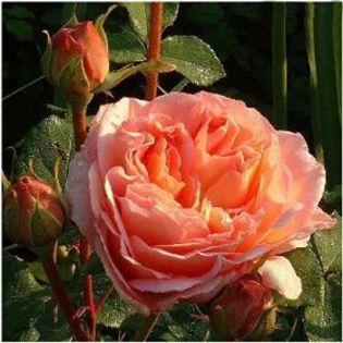 englishrose-abrahamdarby - minuni ale naturii create de Dumnezeu 5