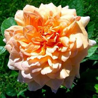 englishrose-grace - minuni ale naturii create de Dumnezeu 5