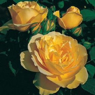 englishrose-grahmthomas - minuni ale naturii create de Dumnezeu 5