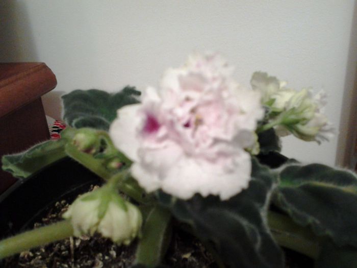 RS.Gercogenia