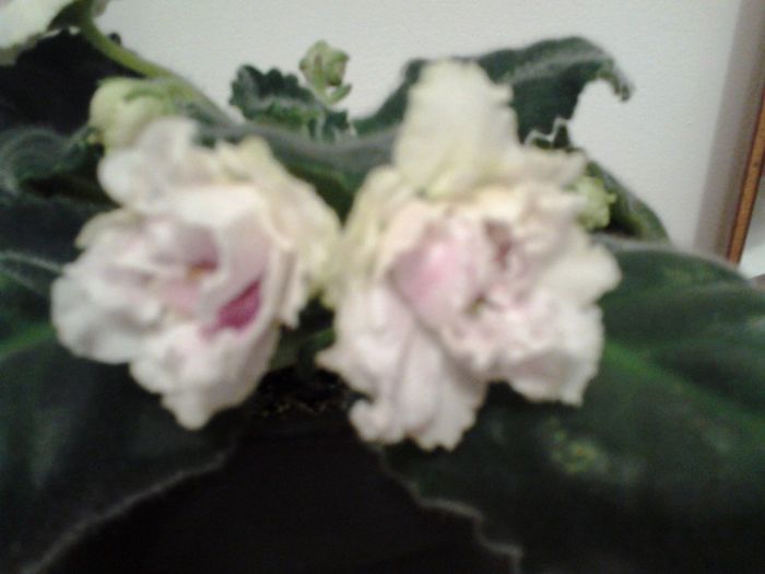 RS.Gercogenia
