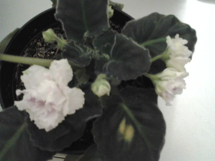 RS.Gercogenia