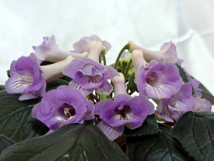 Hybrid flori mov - Best Sinningia - Bogdan - Hibrizi