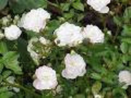 White Fairy rose - Trandafiri - achizitii 2013