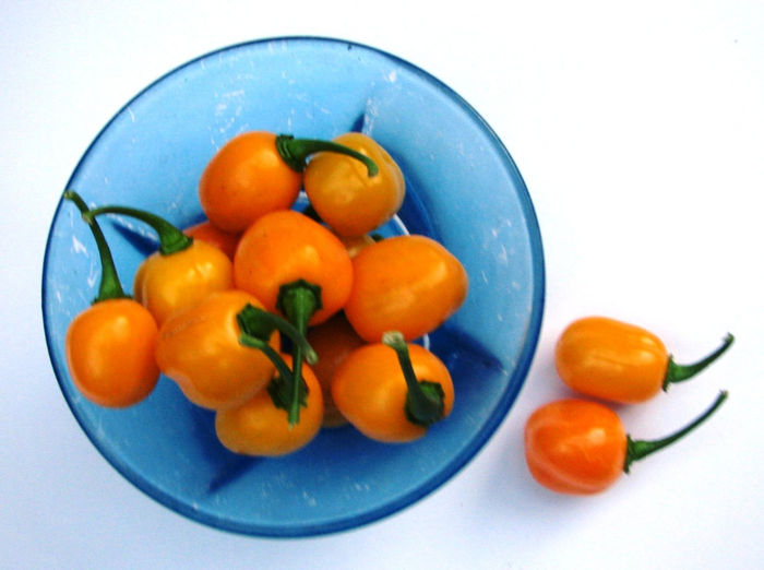 Aji Dulce Amarillo 034