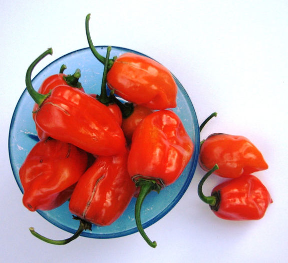 Orange habanero 038