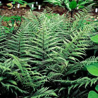 fern-ghost - minuni ale naturii create de Dumnezeu 5