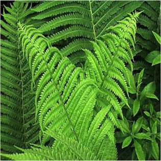 fern-ostrich - minuni ale naturii create de Dumnezeu 5